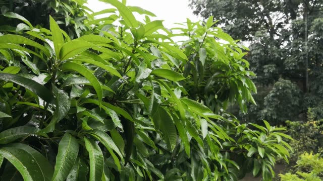 Torrential-rain-falling-on-the-green-leaves-of-a-mango-tree