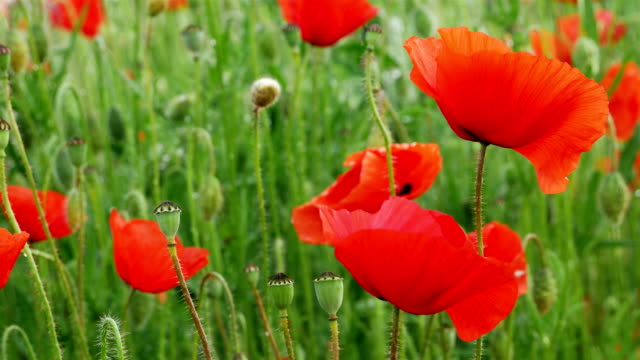 Ersten-Weltkrieg-Symbol:-rote-Blume-Mohn-und-Stacheldraht