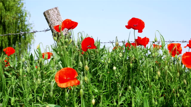 Símbolo-de-la-primera-guerra-mundial:-amapolas-de-flores-rojo-y-alambre-de-púas