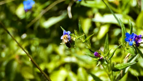 Bee-on-a-flower