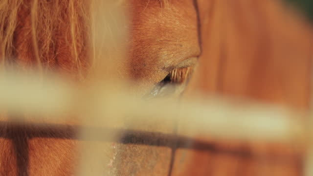 Close-up-,Brown-horse-in-the-stable.