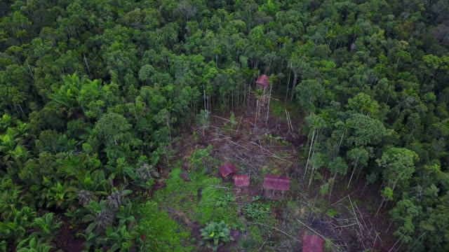 Drone-flight-over-Korowai-tree-houses-in-the-rainforest,-West-Papua,-Indonesia