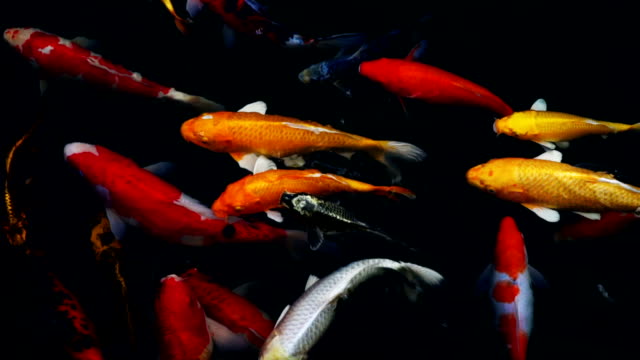 lenta-de-peces-Koi-nadando-en-el-acuario,-pescados-de-la-carpa-de-lujo,-vista-superior