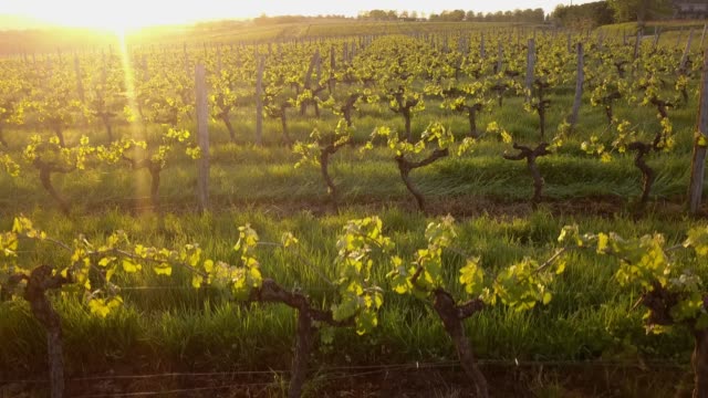 Aerial-Flug-über-schöne-Weinkulturlandschaft-in-Frankreich-bei-Sonnenuntergang.-4K-UHD.