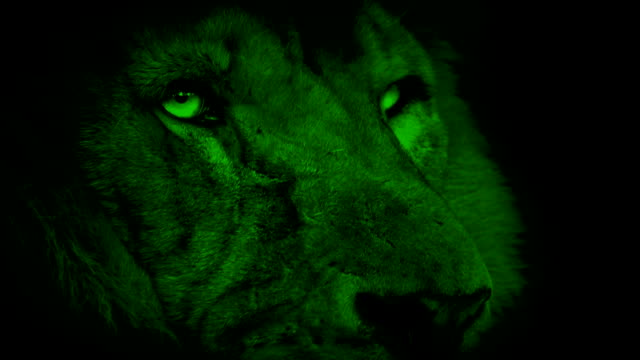 Nightvision-Lion-Face-Looking-Around