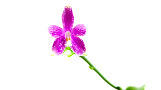 Schöne-seltene-Orchidee-im-Topf-auf-weißem-Hintergrund