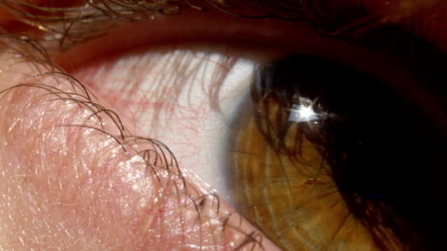 Makro-EXTREME-CLOSE-UP:-Detail-des-Weibchens-braune-Augen-funkeln-in-der-Sonne