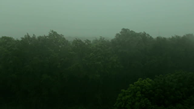 Heavy-rain-and-wind-shakes-the-trees.-Hurricane.