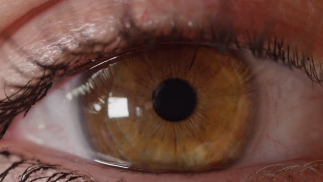 Makro-DOF:-Braune-Augen-Blick-in-die-Kamera,-die-von-Iris,-Wimpern-refokussiert