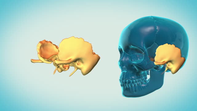 Temporal-Bone-with-a-heavenly-background