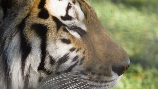 Porträt-eines-Tigers-im-Profil-mit-offenem-Mund
