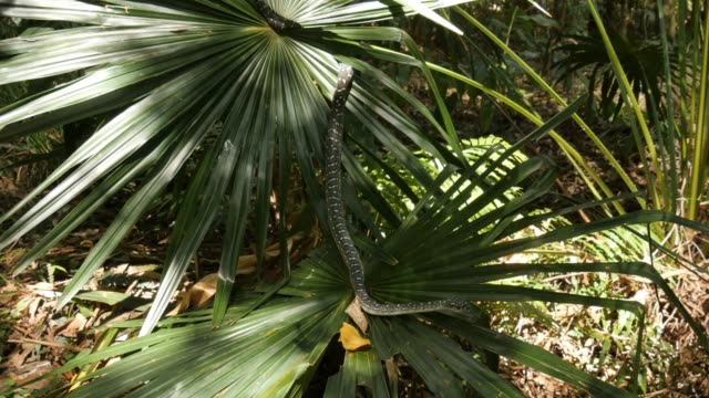 Australische-nicht-Diamond-Python-Giftschlange