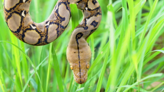Python-(Morelia-viridis).-primer-plano-del-ojo
