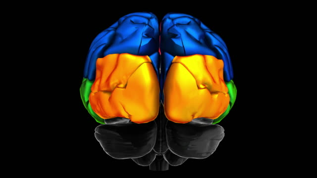 3D-Animation-der-verschiedenen-farbigen-Teile-des-Gehirns---Occipital-Vorsprung
