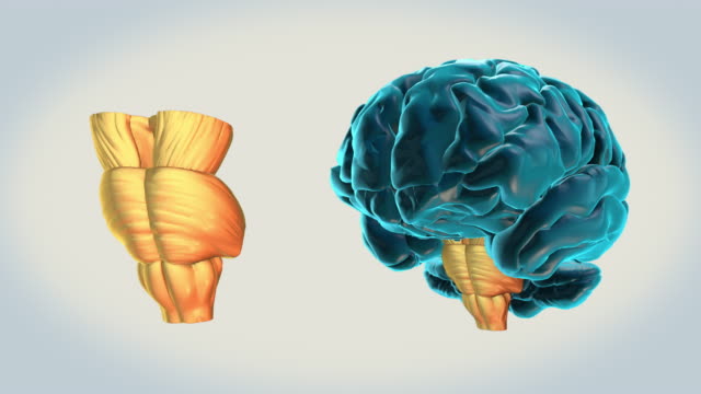 Gehirn-Hirnstamm-auf-weißem-Hintergrund
