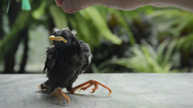 Babyvogel-Stare-vom-Nest-und-menschliche-Hand-fallen-versuchen-zur-Ernährung-Essen