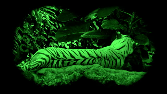 Wild-endangered-big-tiger