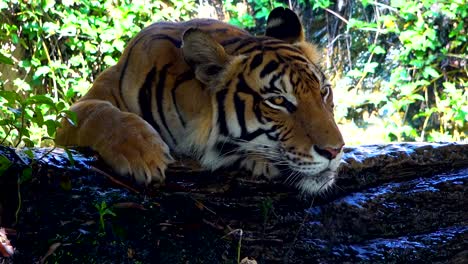 Large-panther-tiger-sleep-on-stone-on-green-leaf-nature-background