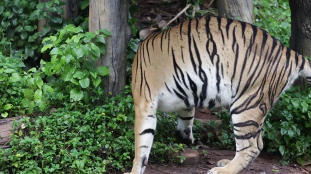 Un-cachorro-de-tigre-caminando-a-lo-largo-dentro-de-Parque-Nacional,-luz-del-día-y-fondo-de-la-naturaleza.