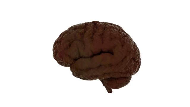 Anatomy-Brain---Slowly-Rotating.-Isolated-on-White