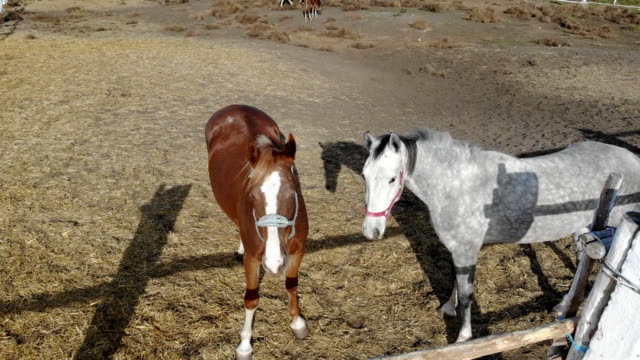 Paar-junge-reinrassige-Pferde-stehen-im-Paddock-und-Weide.-Ranch-oder-Farm-am-klaren-sonnigen-Tag.