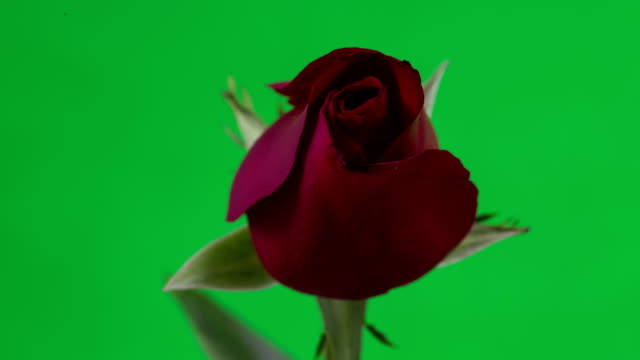 Las-floraciones-de-rosas-rojas,-lapso-de-tiempo,-imágenes-de-pantalla-verde-4k