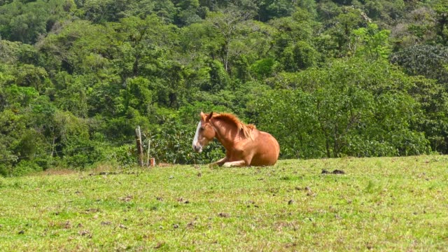 Cute-Horse-Lies-on-the-Field