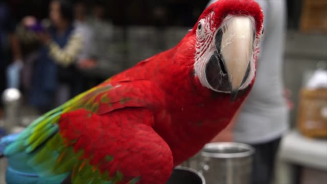 Nahaufnahme-von-roten-Ara-Papagei-im-Outdoor-Markt