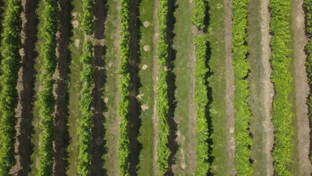 Aerial-view-beautiful-landscape-Bordeaux-Vineyard-at-sunrise,film-by-drone-in-summer