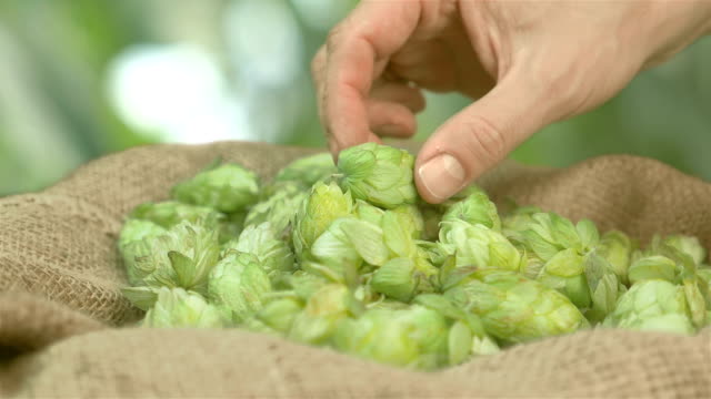 Man-checking-hops-on-the-plantation-in-slow-motion-180fps