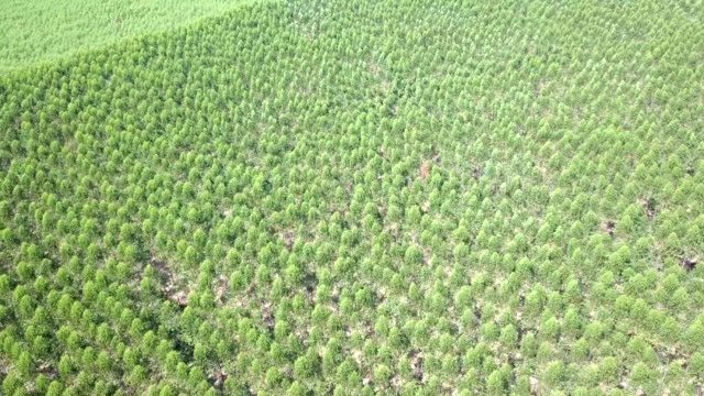 Luftaufnahme-von-Eukalyptus-Park