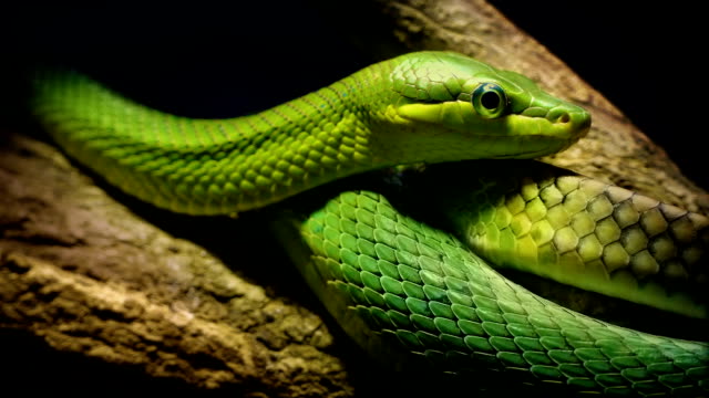 Serpiente-árbol-verde-en-la-selva