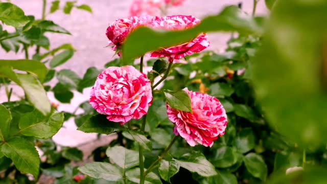 Blossoming-tiger-roses-close-up.