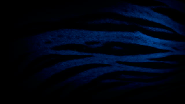Tiger-Breathing-At-Night-Closeup