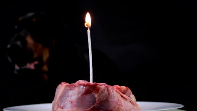 Perro-sople-una-vela-en-una-pieza-festiva-de-carne-en-honor-del-cumpleaños