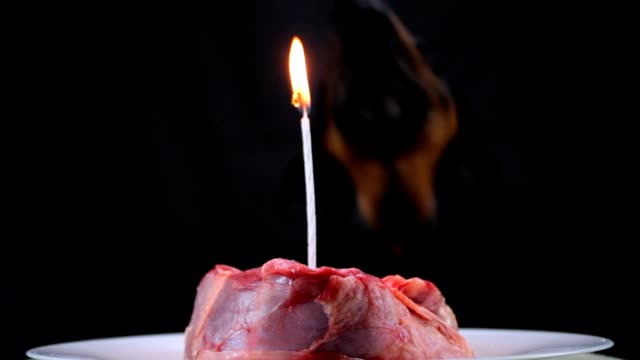Der-Hund-versucht,-Ausblasen-einer-Kerze-in-einem-festlichen-Stück-Fleisch