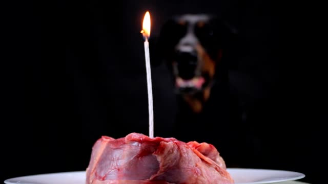 Un-fiesta-pedazo-de-carne-con-quema-de-vela-en-los-perros-en-honor-a-su-cumpleaños
