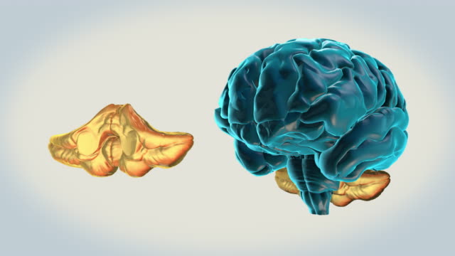 Gehirn-Kleinhirn-auf-weißem-Hintergrund