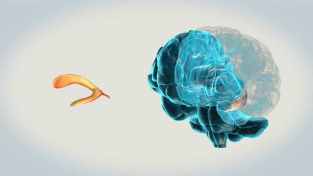 Gehirn-linken-seitlichen-Ventrikel-auf-weißem-Hintergrund