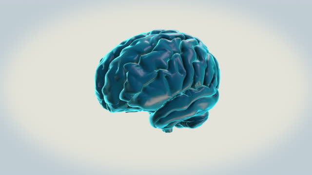 Gehirn-Superior-Colliculus-auf-weißem-Hintergrund