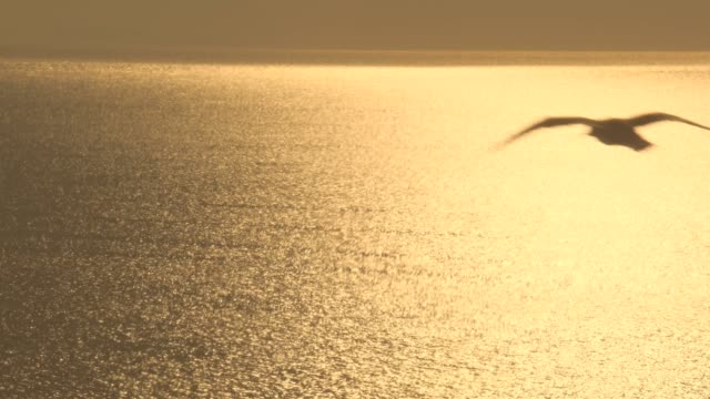 Aves-gaviotas-volando-sobre-la-superficie-del-océano