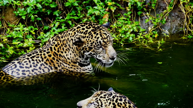 Zeitlupe-zwei-Jaguar-spielen-und-Schwimmen-im-Teich