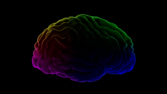 Multi-color-human-brain