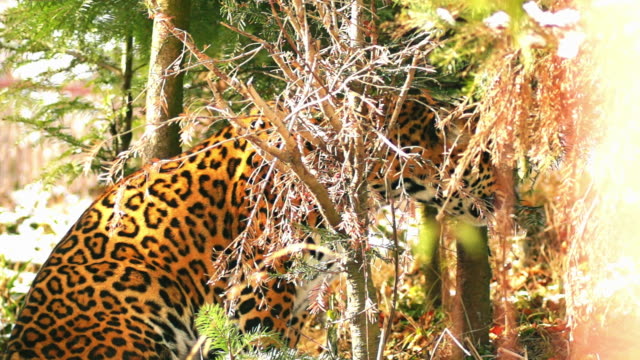 Nahaufnahme-eines-weiblichen-Jaguars-(Panthera-Onca),