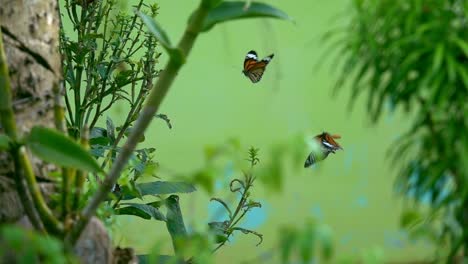 Colorful-butterflies-flying-in-slow-motion.