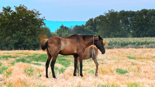 Hermosos-caballos-en-el-prado-verde
