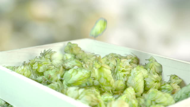 Hops-falling-into-the-box-in-slow-motion-180fps