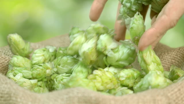 Hops-falling-into-the-linen-bag-in-slow-motion-180fps