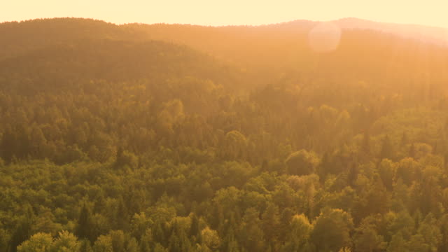 DRONE:-Volar-sobre-el-gran-bosque-de-coníferas-en-una-noche-de-verano-idílico.