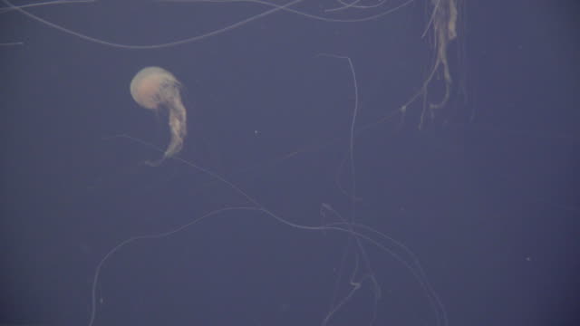 Medusas-de-la-natación